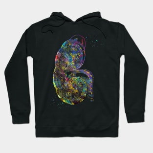 Kidney section Hoodie